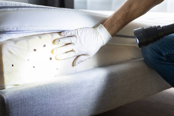 Best Affordable Pest Control Services  in Santa Clarita, CA