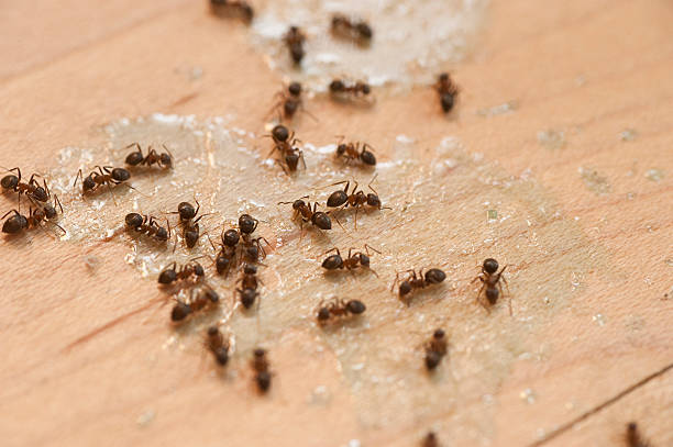 Best Insect Control  in Santa Clarita, CA