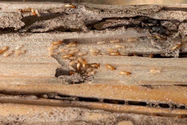 Best Rat Extermination Near Me  in Santa Clarita, CA