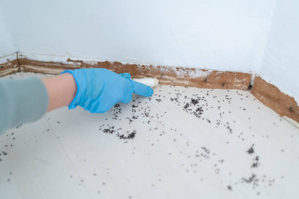 Best Best Pest Control Companies  in Santa Clarita, CA